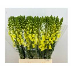 Antirrhinum Italia Yellow 70cm