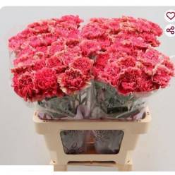 Clavel Hol. 60cm Ipanema