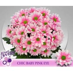 Margarita Hol. Tint. Baby Pink Eye 80gr