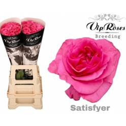 Rosa Hol. Satisfyer 70cm Fresa