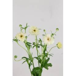 Ranunculos Hol. Butterfly Keramo 50cm 45gr "T10"