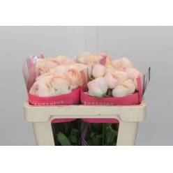 Ranunculos Hol. Romance Maritime 50cm 45gr