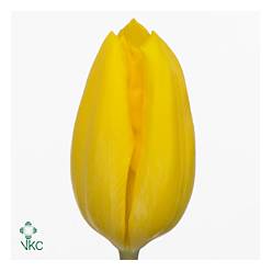 Tulipan Hol. Strong Gold 50cm