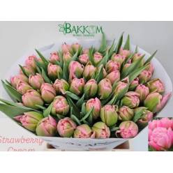 Tulipan Hol. Doble Strawberry Cream 45cm