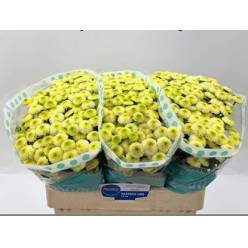 Santini Maverick Lime 1100gr "T25"