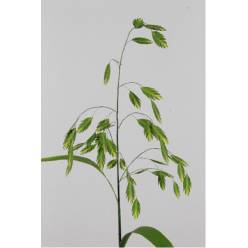 Chasmanthium Latifol Mantis 70cm "T50"