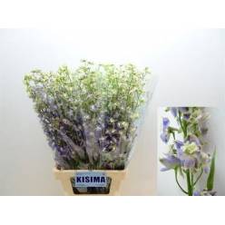 Delphinium En Trik 80cm "T10"