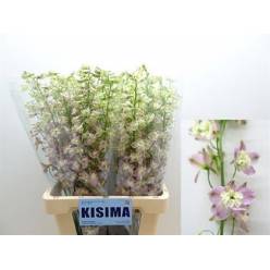 Delphinium En Trik Pink 70cm "T10"
