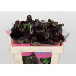 Ranunculos Hol. Romance Perigord 50cm 45gr