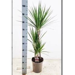 P. Dracena Marginata 21/90cm 3P  (90/60/30)