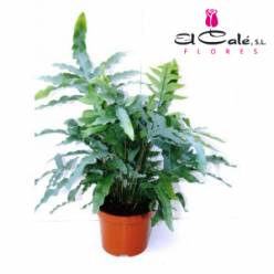 P. Phlebo A Blue Star 12/40cm x6