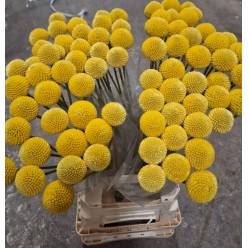 Craspedia Italia Paint Pop 70cm "T20"