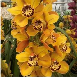 Cymbidium Australian Tiger 60cm Ama. Ocre