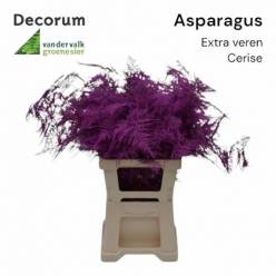 Esparraguera Pintada Cerise 65cm "T50"