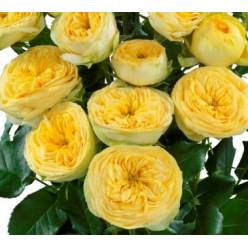 Ramificada Sunny Trendsetter 70cm