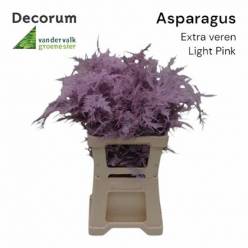 Esparraguera Pintada Light Pink 65cm "T50"