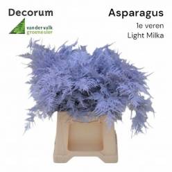 Esparraguera Pintada Light Milka 45cm "T50"