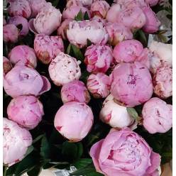 Peonia Hol. Sara Bernardt 55cm "A"