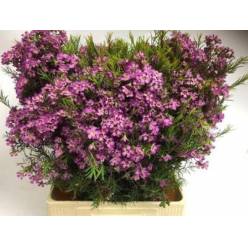 Flor Cera Hol. Un Ariel 60cm 30gr Fuc. "T25"