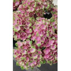 Hortensia Hol. Amethyst 65cm 18/20 Bic.