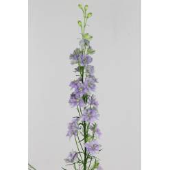 Delphinium Hol. Cons R Sidnei Blue Pico 90cm