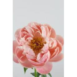Peonia Salmon Saucer 60cm