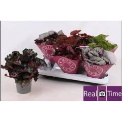 P. Begonia Bel Mix 13/25cm "CC6"
