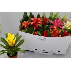 P. Bromelia Mixta 10 Srt 12/35cm x10