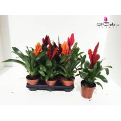 P. Guzmania Mixta Vries 12/40cm x10