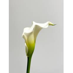 Calla Crystal Blush 50cm (7 Dias - 2)