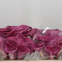 Calla Sumatra 50cm (7 Dias - 2)