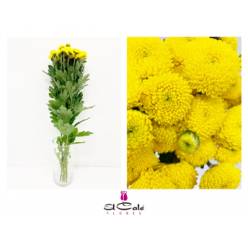 Margarita Nac. Limoncello 65gr Am. (7 Dias - 2)