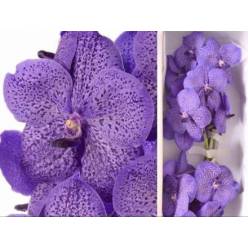 Vanda Lave Sprink x16 (7 Dias - 2)