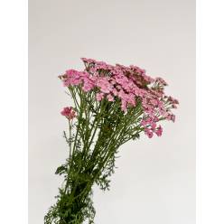Achilea Hol. Daphne 75cm (7 Dias - 2)