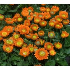 Calendulas Italia Naranja 50cm (7 Dias - 2)