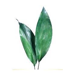 Aspidistra 50cm (7 Dias - 2)