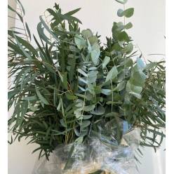 Eucalipto Italia Mixto 70cm 200gr (7 Dias - 2)