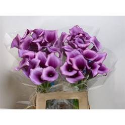 Calla Durban 55cm Vio. (7 Dias - 2)
