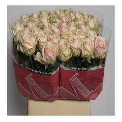 Rosa Hol. Sweet Avalanche 55cm "A2" (7 Dias - 2)
