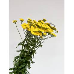 Achilea Hol. Moonshine 75cm (7 Dias - 2)