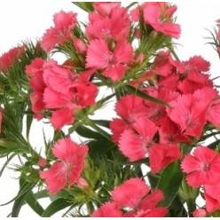 Dianthus Barbatus Italia Aldo Coral 50cm "T50"