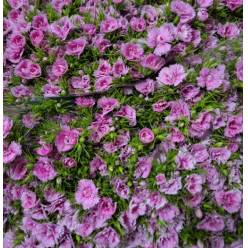 Dianthus Barbatus Italia Pink Breanthus 50cm "T50"