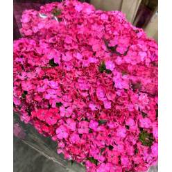 Dianthus Barbatus Italia Rose Breanthus 50cm "T50"
