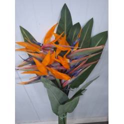 Strelitzia Italia 100cm (7 Dias - 2)