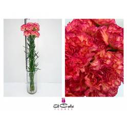 Clavel Col. Short Jelly Bic.