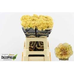 Clavel Col. Short Mustard