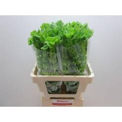 Moluccella Hol. 55cm A2