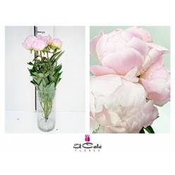 Peonia Nac. Miss America 50cm