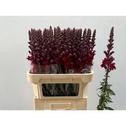 Antirrhinum Italia Red 70cm