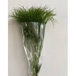 Corallo Italia 60cm 200gr (Puntas Quemadas)